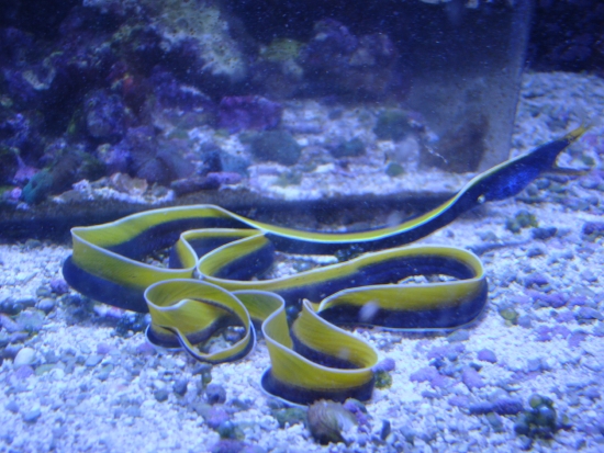  Rhinomuraena quaesita (Ribbon Eel)